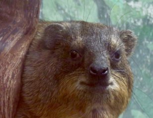 IMG_1691 Rock Hyrax, Natonal Zoo, DC