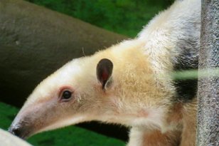 IMG_1694 Southern Tamandua, National Zoo, DC