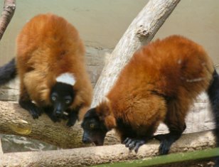 IMG_1702 Red Ruffed Lemur, National Zoo, DC