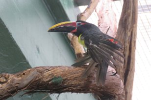 IMG_1717 Green Aracari, National Zoo, DC