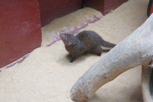 IMG_1730 Dwarf Mongoose, National Zoo, DC