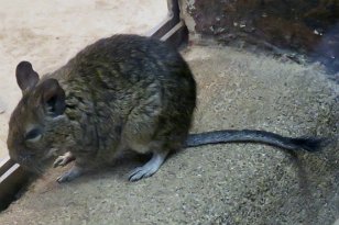 IMG_1737 Degu, National Zoo, DC