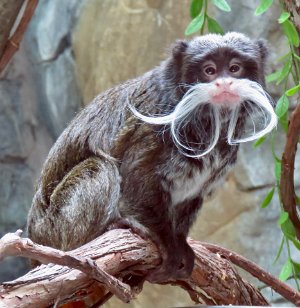 IMG_1761 Bearded Emperor Tamarin, National Zoo, DC