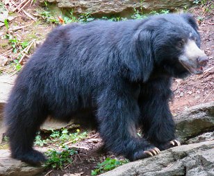 IMG_1810 Sloth bear, National Zoo, DC