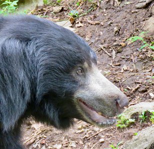 IMG_1813 Sloth Bear, National Zoo, DC