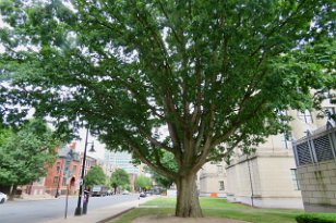 IMG_1904 George Washington Bicentennial Mt. Vernon White Oak, Trenton, NJ