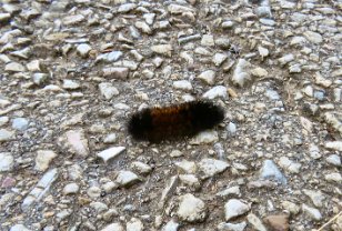 IMG_2662 Isabella Tiger Moth (wooly bear), Gettysburg National Miitary Park