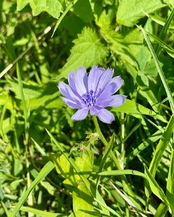 IMG_6380 Chicory, Valley Forge National Historical Park