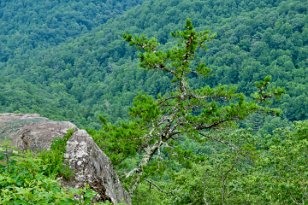 IMG_3092 Cedar Tree, 20 Minute Cliff, Blue Ridge Parkway