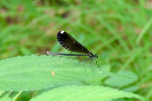 IMG_3130 Female Ebony Jewelwing, Otter Lake Trail, Blue Ridge Parkway