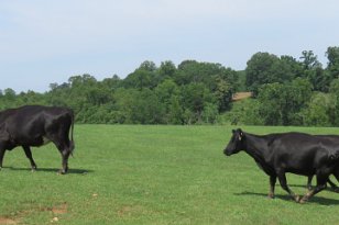 IMG_3266 Black Angus, Rocky Mount, VA