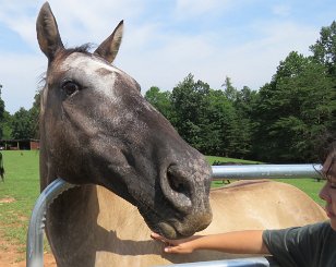 IMG_3269 Winston, Rocky Mount, VA