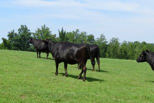 IMG_3271 Black Angus, Rocky Mount, VA