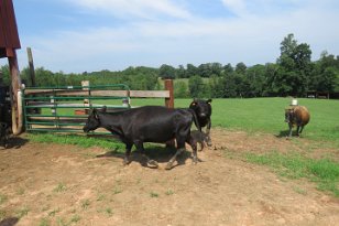 IMG_3281 cattle coming in to feed, Rocky Mount, VA