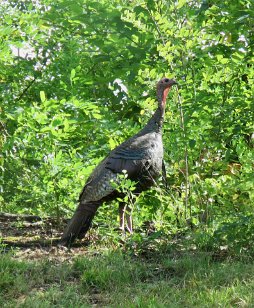 IMG_3347 Wild Turkey, Great Smoky Mountains National Park