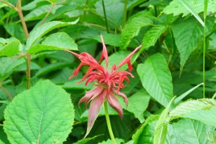 IMG_3385 Scarlet Beebalm, Great Smoky Mountains National Park