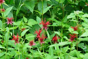 IMG_3386 Scarlet Beebalm, Great Smoky Mountains National Park