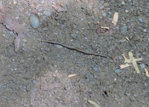 IMG_3421 Earthworm, Cataract Falls Trail, Great Smoky Mountains