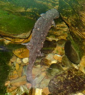 IMG_3528 Hellbender, Tennessee Aquarium, Chattanooga, TN