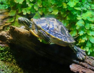 IMG_3531 River Cooter, Tennessee Aquarium, Chattanooga, TN