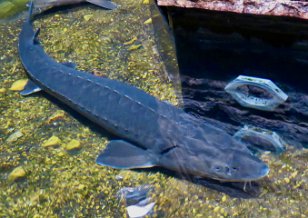 IMG_3534 Lake Sturgeon, Tennessee Aquarium, Chattanooga, TN