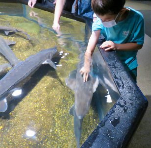 IMG_3540 Lake Sturgeon Touch tank, Tennessee Aquarium, Chattanooga, TN