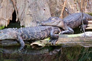 IMG_3542 American Alligator, Tennessee Aquarium, Chattanooga, TN