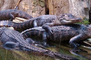 IMG_3545 American Alligator, Tennessee Aquarium, Chattanooga, TN