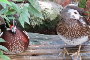 IMG_3554 Wood Ducks, Tennessee Aquarium, Chattanooga, TN