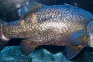 IMG_3558 Barramundi, Tennessee Aquarium, Chattanooga, TN