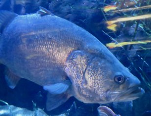 IMG_3560 Barramundi, Tennessee Aquarium, Chattanooga, TN