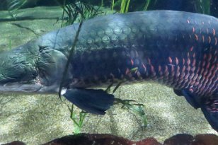 IMG_3576 Arapaima, Tennessee Aquarium, Chattanooga, TN