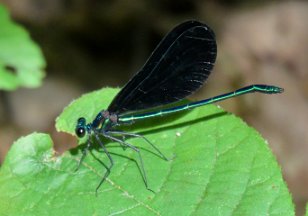 IMG_3799 Ebony Jewelwing, Green Mountain Nature Trail, Huntsville, AL