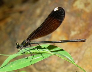 IMG_3806 Ebony Jewelwing, Green Mountain Nature Trail, Huntsville, AL