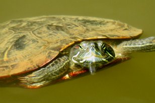 IMG_3821 Red-eared Slider, Green Mountain Nature Trail, Huntsville, AL