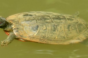 IMG_3824 Red-eared Slider, Green Mountain Nature Trail, Huntsville, AL