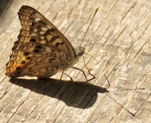 IMG_3828 Hackberry Emperor, Green Mountain Nature Trail, Huntsville, AL