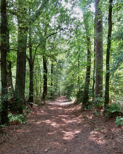 IMG_3866 Old Trace, Natchez Trace Parkway