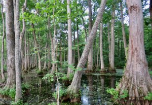 IMG_3887 Cypress Swamp Loop Trail, Natchez Trace Parkway