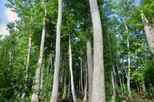 IMG_3890 Cypress Swamp Loop Trail, Natchez Trace Parkway