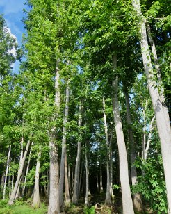 IMG_3892 Cypress Swamp Loop Trail, Natchez Trace Parkway