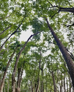 IMG_6435 Cypress Swamp Loop Trail, Natchez Trace Parkway