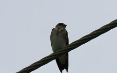 IMG_1883 Northern Rough-Winged Swallow, Cedar Gully, Friendswood, TX