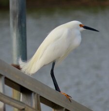 IMG_4038 Snowy Egret