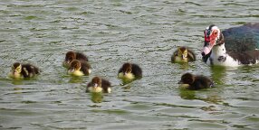 IMG_4100 Muscovy Duck, Bay Area Park, Houston, TX
