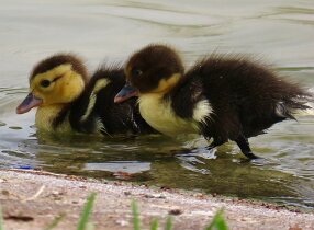 IMG_4103 Muscovy Duck, Bay Area Park, Houston, TX