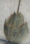 IMG 2669  Horseshoe Crab, Virginia Living Museum, Newport News, VA