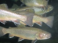 IMG 2714  Brown and Rainbow Trout, Virginia Living Museum, Newport News, VA