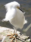 IMG 7594  Snowy Egret, Virginia Living Museum, Newport News, VA