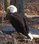 IMG 7605  Bald Eagle, Virginia Living Museum, Newport News, VA